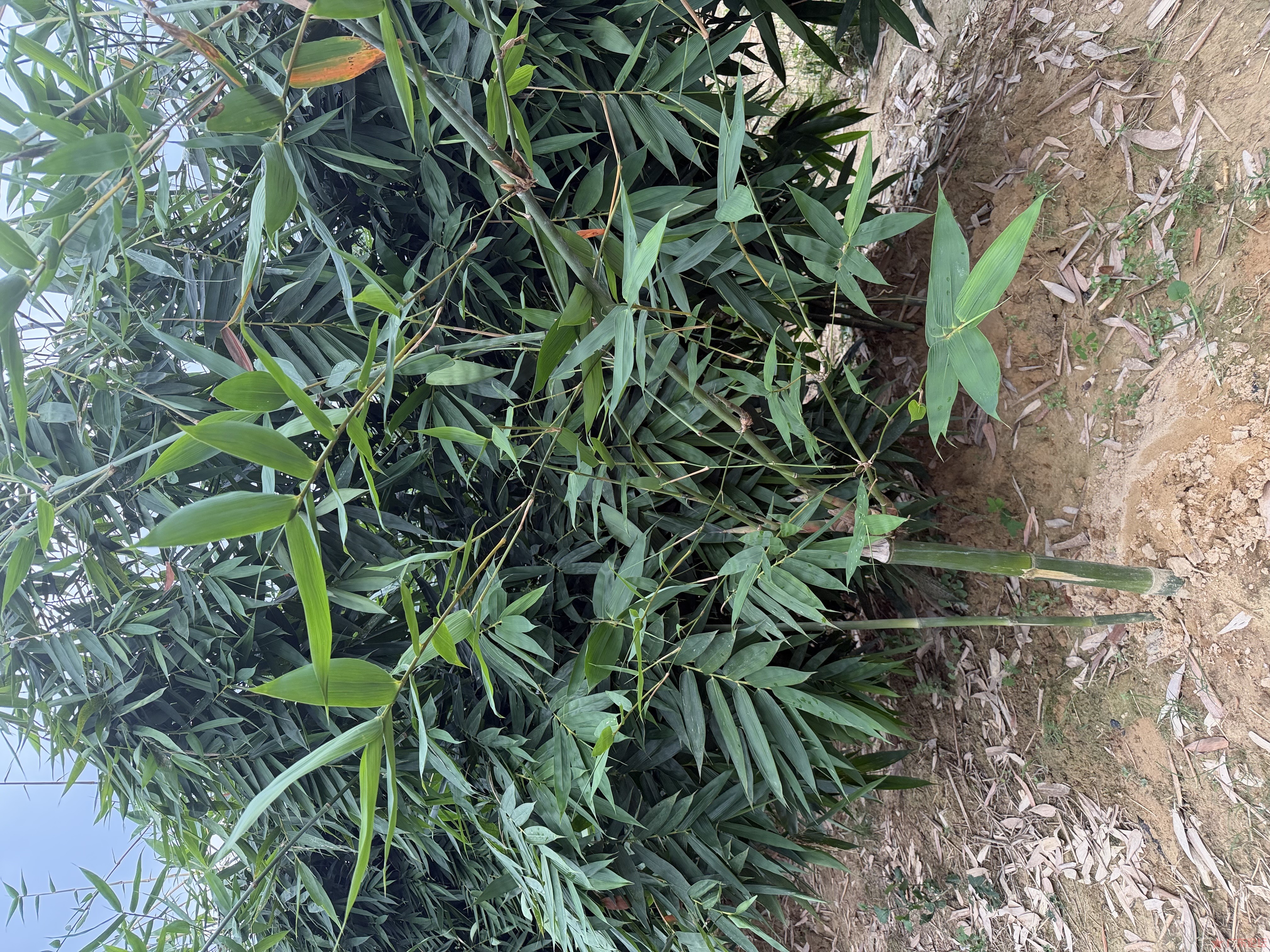 IMG_1035.jpeg